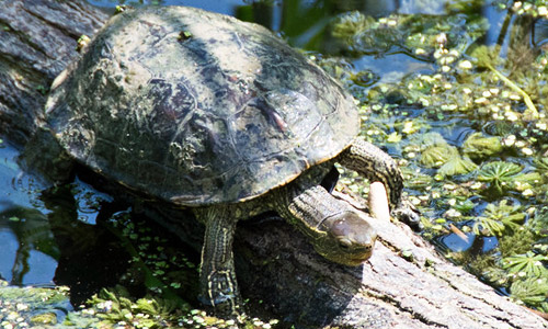 Каспийская черепаха, Mauremys caspica Каспийская черепаха, Mauremys caspica