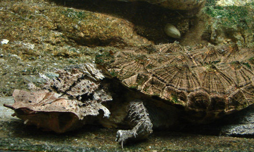 Черепаха матамата, Chelus fimbriatus
