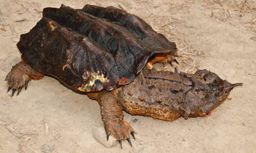 Черепаха матамата, Chelus fimbriatus