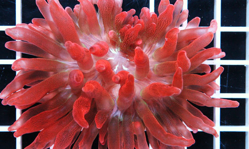 Розовая анемона, Entacmaea quadricolor «super red» Розовая анемона, Entacmaea quadricolor «super red»