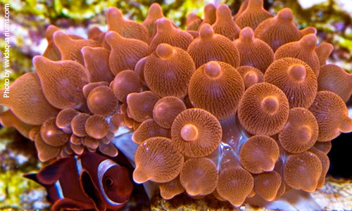 Пузырчатая актиния, Rose Bubble Tip Anemone Пузырчатая актиния, Rose Bubble Tip Anemone