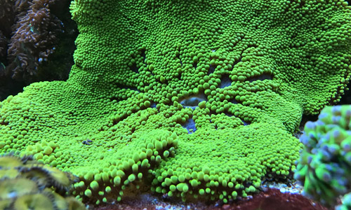 Зелёная ковровая актиния стиходактила, Stichodactyla haddoni green