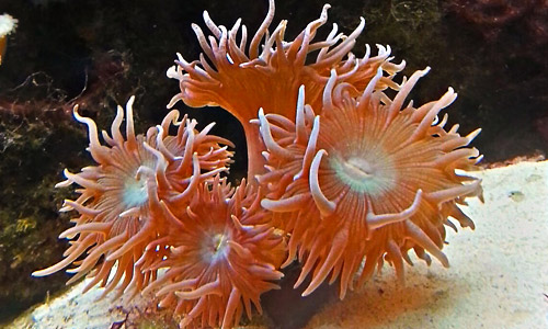 Каталафиллия, Catalaphyllia jardinei