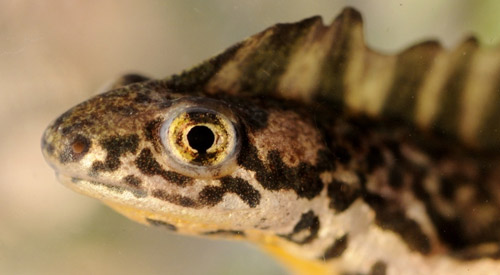Малоазиатский тритон, Triturus vittatus