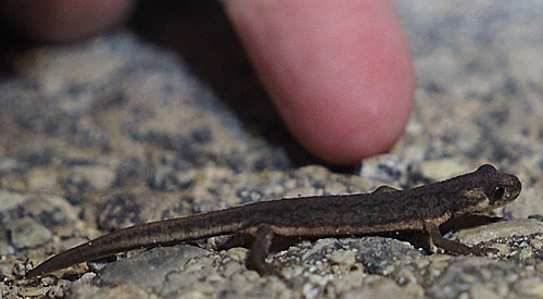 Малоазиатский тритон, Triturus vittatus
