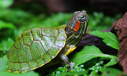 Красноухая черепаха, Trachemys scripta