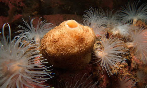 Известковые губки, Calcarea Известковые губки, Calcarea