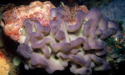 Морская губка, Homoscleromorpha Морская губка, Homoscleromorpha