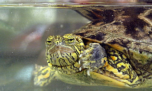 Украшенная расписная черепаха, Chrysemys picta bellii