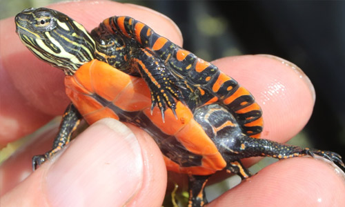 Украшенная расписная черепаха, Chrysemys picta
