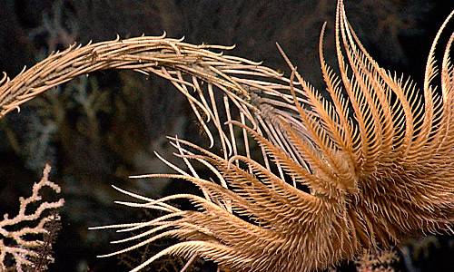 Морская лилия, Crinoidea miller