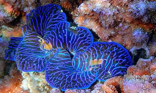 Тридакна гигантская, Variable Giant Clam