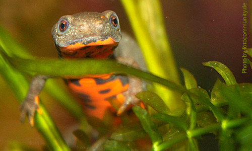 Тритон китайский краснобрюхий, Cynops orientalis