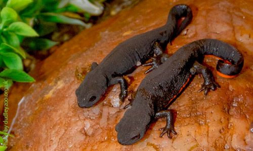 Тритон китайский краснобрюхий, Cynops orientalis