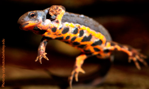 Огненнобрюхий тритон, Cynops pyrrhogaster