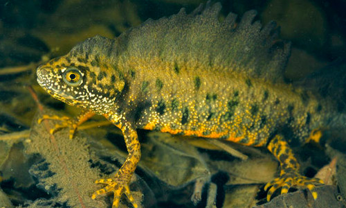 Гребенчатый тритон, Triturus cristatus за £29,95