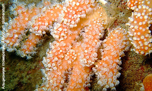 Альциониум гломератум, Alcyonium glomeratum