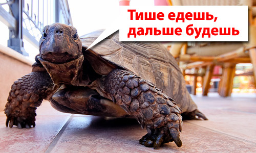 Перевозка черепахи — серьёзное испытание