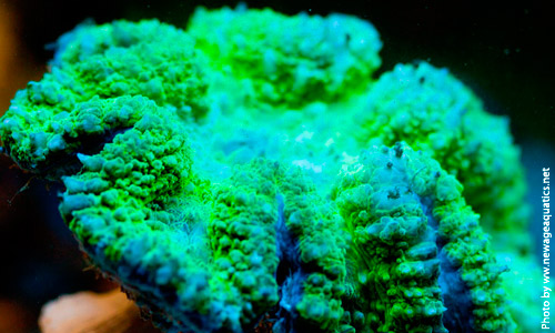 Лобофиллия зелёная Carpet Brain Coral