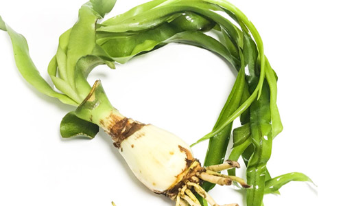 Akvárium Crinum: typy, údržba, péče, reprodukce