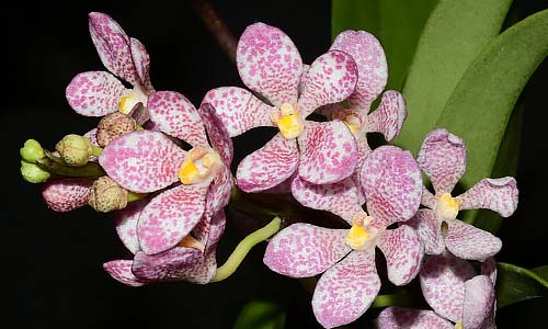 Популярные комнатные растения 2026