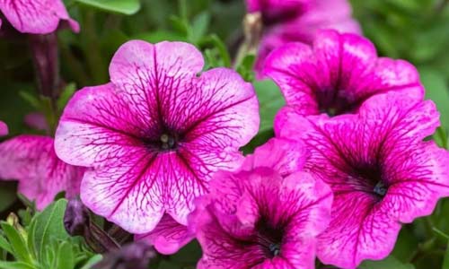 Петуния: как сажать, выращивать