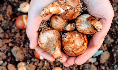 Что сажать осенью: луковичные цветы