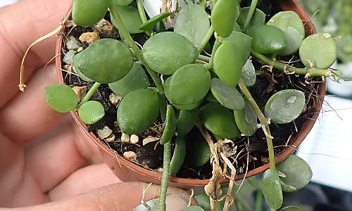 Дисхидия: воздушная орхидея для дома