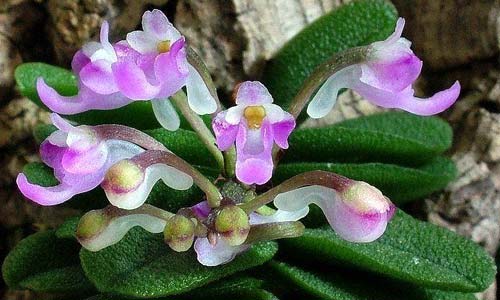 Миниатюрные орхидеи: маленькое чудо на подоконнике