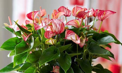 Антуриум: уход в домашних условиях