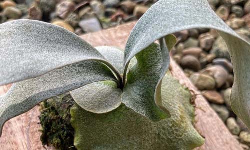 Платицериум или оленьи рога