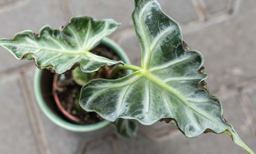 Алоказия: уход в домашних условиях