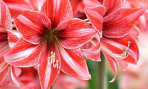 Амариллис в домашних условиях