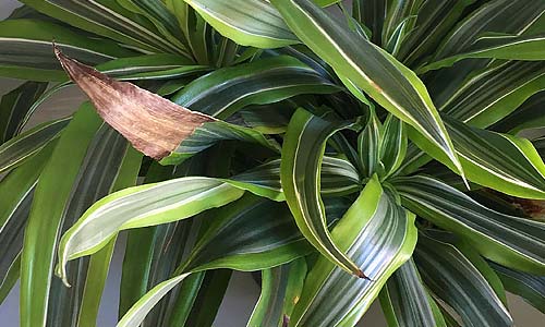 Почему у сансевиерии сохнут кончики листьев