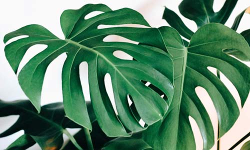 Монстера: секреты выращивания тропической лианы