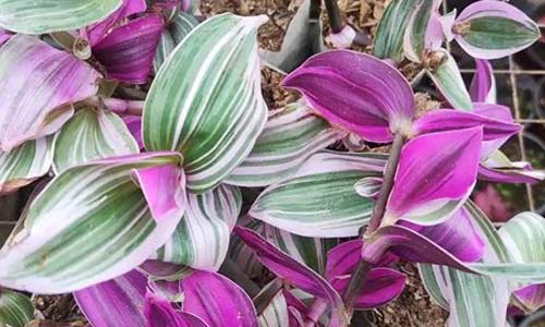 Традесканция: уход в домашних условиях