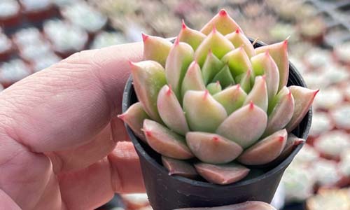 Эхеверия: уход за каменной розой в домашних условиях