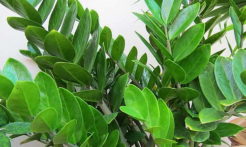 Замиокулькас: уход за долларовым деревом дома