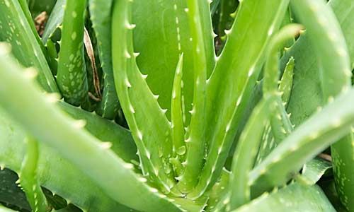 Алоэ: уход и лечебные свойства в домашних условиях