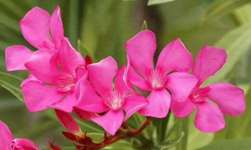 Олеандр домашний: уход и выращивание в квартире