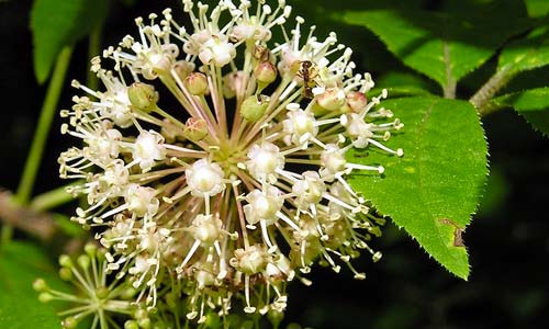 20 лекарственных растений, проверенных временем и наукой