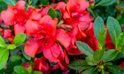 Азалия: уход в домашних условиях и секреты цветения