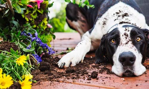 Не сажайте это на даче: 10 садовых растений, опасных для собак (с фото)