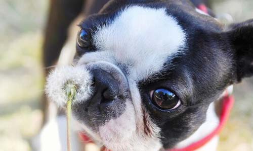 Осторожно, лес: 10 диких растений, опасных для собак (с фото)