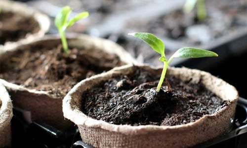 Какие цветы сажать в апреле: полный список и календарь