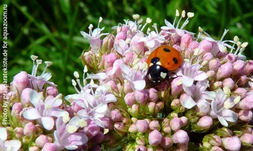 Валериана, Valeriana officinalis