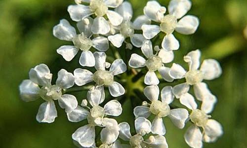 Болиголов пятнистый, Conium maculatum