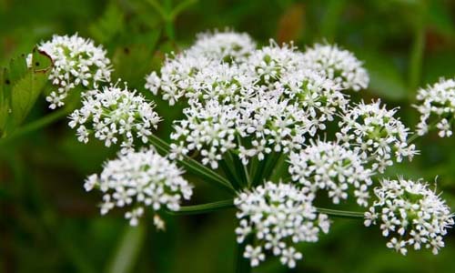 Вех ядовитый, Cicuta virosa