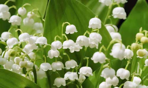 Ландыш майский, Convallaria majalis