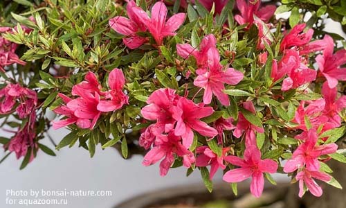 Рододендрон индийский, Rhododendron indicum